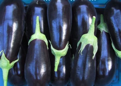 aubergine-Medium-e1521155840250